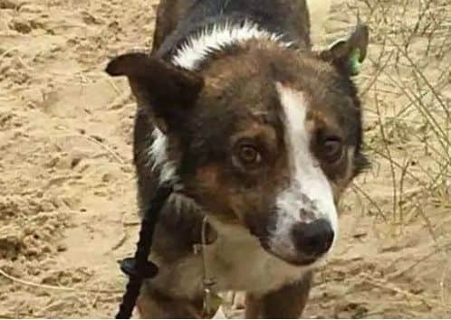 Freddie the missing dog