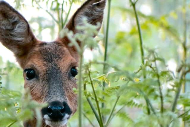 I saw this deer as I was out walking.
