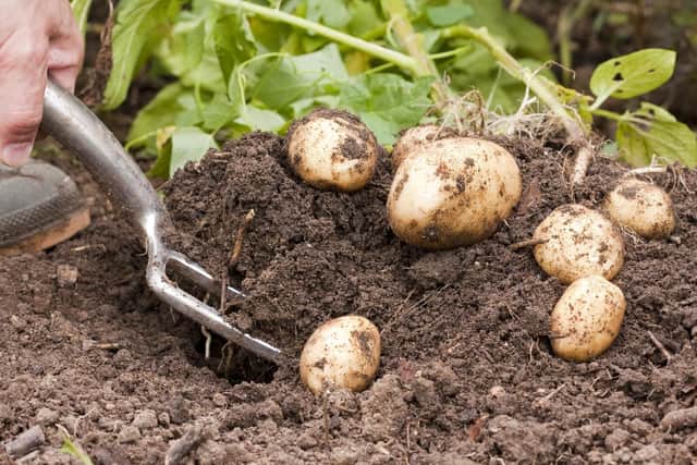 Time to plant your maincrop potatoes.