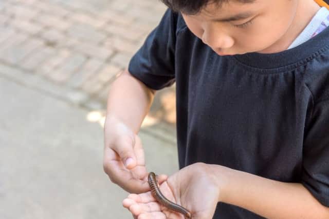 Kids seem to have no fear when it comes to creepy crawlies - but dads do!