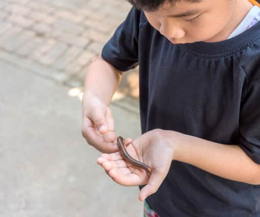 Kids seem to have no fear when it comes to creepy crawlies - but dads do!