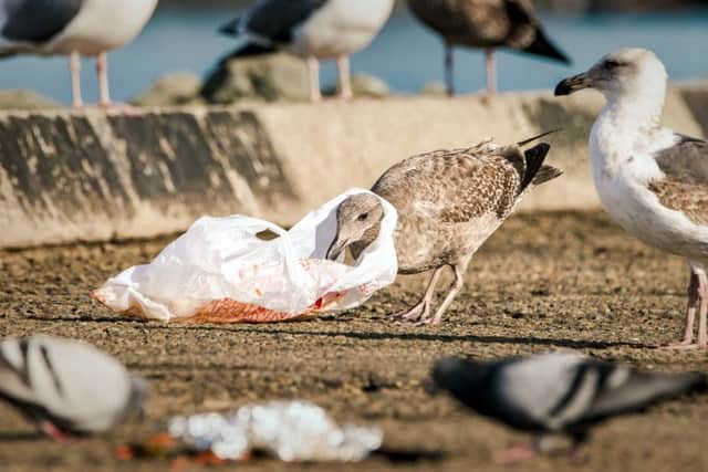 Seabird with a plastic bag caught around its neck
