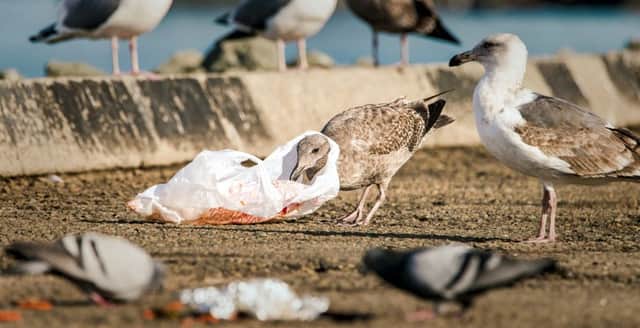 Seabird with a plastic bag caught around its neck