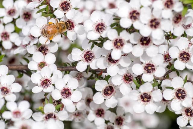 Leptospermum scoparium also known as Snow White Tea Tree. An evergreen shrub with small white flowers.