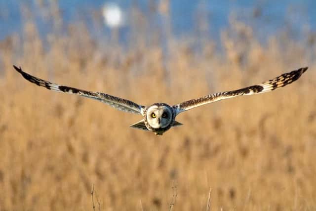 Short Eared Owls taken at Farlinton Marshes