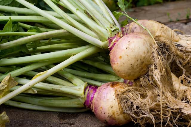 Freshly-picked swedes