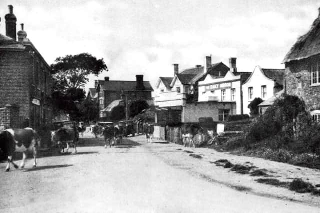 With a herd of cattle strolling down Station Road, Hayling Island, in the 1930s, there would be plenty of manure for local rose growers.  Picture: Roger Allen Collection
