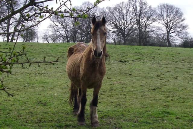One of the horses neglected by Jeffries and Vinall, which was left emaciated     Picture: RSPCA
