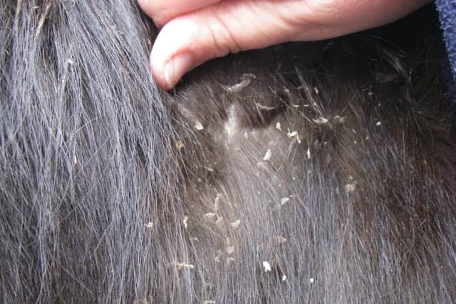 A horse which was burdened with worms in Jeffries' and Vinall's care Picture: RSPCA