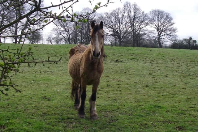 One of the horses neglected by Robin Jeffries and Pauline Vinall, which was left emaciated Picture: RSPCA