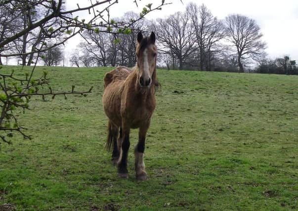One of the horses neglected by Robin Jeffries and Pauline Vinall, which was left emaciated Picture: RSPCA