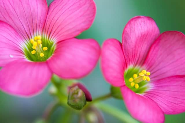 A wonderul host of Achimenes