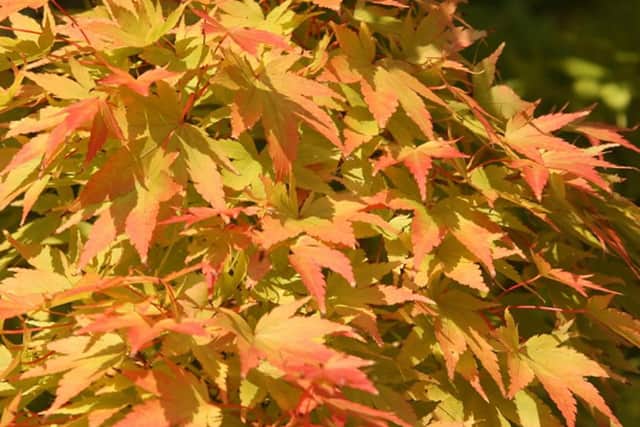 Sango-Kaku coral bark maple