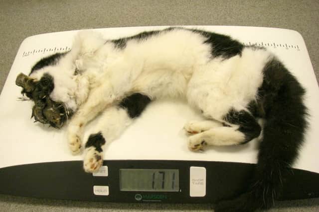 Thomas, the cat which died after being locked in an empty flat