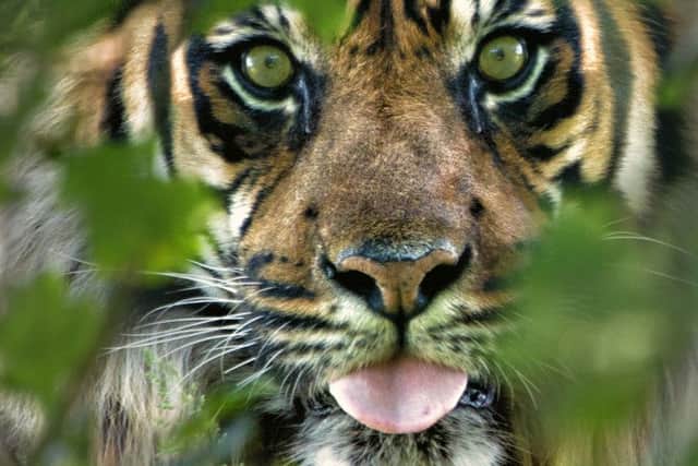 Green Eyes by Glenys Kill
