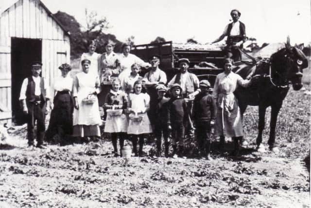 Strawberry pickers at Sarisbury Green PPP-141017-144332001