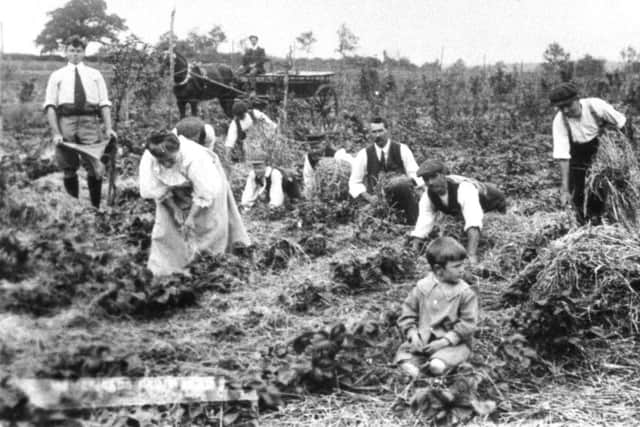 Strawberry pickers hard at work in Hampshire, undated PP3372 PPP-140430-154411001