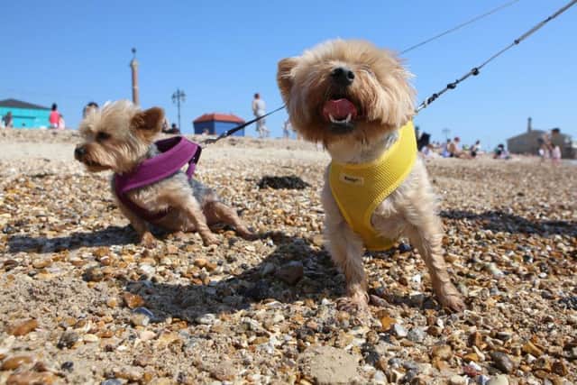 Hot Weather Pictures
20/4/18
Storm and Govner cooling off at Southsea Seafront.
Picture : Habibur Rahman