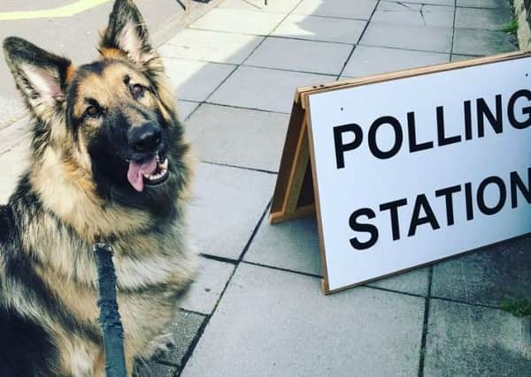 Victoria Cummins took this picture of her dog at a polling station in Baffins. Picture: Victoria Cummins/Twitter