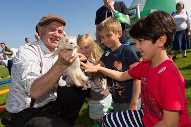 Mallachy De Lacy shows off one of his ferrets
Picture: Duncan Shepherd (180350-019)