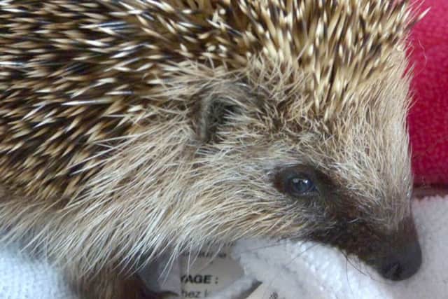 Brian the hedgehog