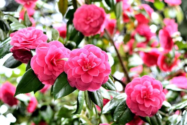 Act now to produce camellia blooms like these next winter.