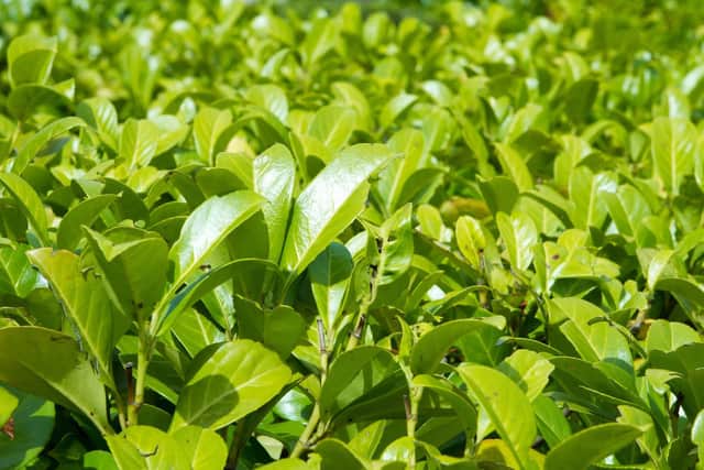 Laurel bush hedge growing in a spring garden.