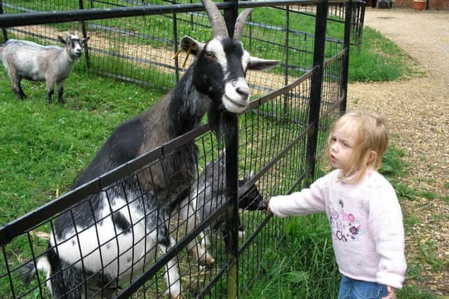 A young visitor enjoys an encounter with a goat at Staunton Country Park