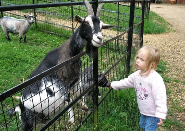 A young visitor enjoys an encounter with a goat at Staunton Country Park