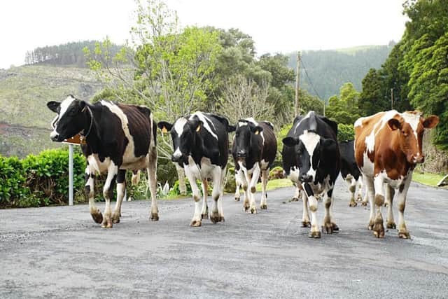 Never try to hurry a herd of cows - they may get spooked
