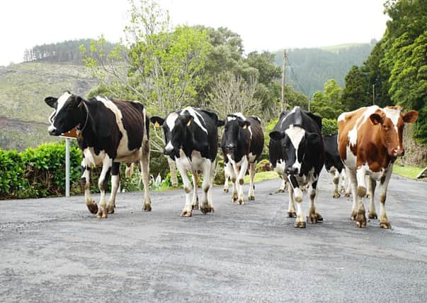 Never try to hurry a herd of cows - they may get spooked
