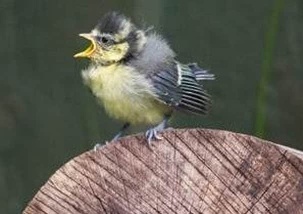 The RSPB is advising people to not intervene when it comes to baby birds