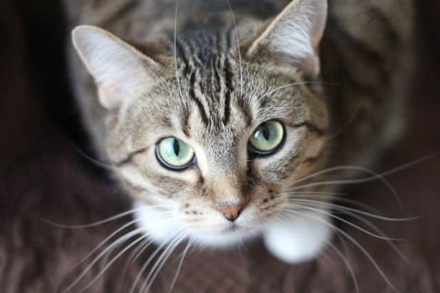 A tabby cat. Credit: Pxhere (labelled for reuse)