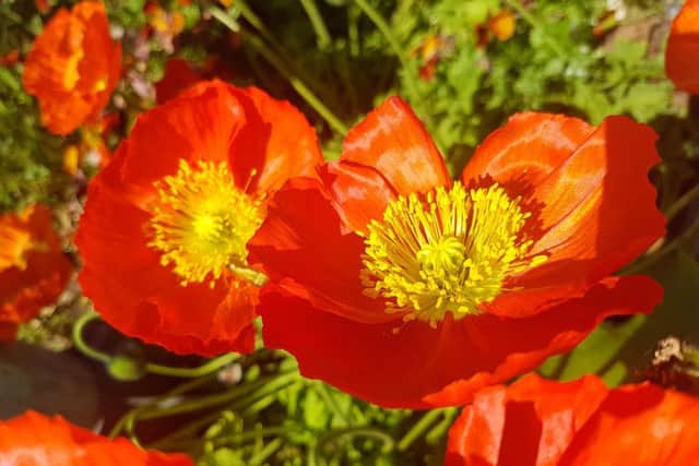 Beautiful, Summery Flowers at Falklands Gardens. Picture: Tony Weaver