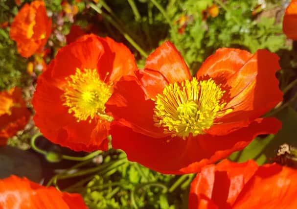 Beautiful, Summery Flowers at Falklands Gardens.  Picture: Tony Weaver