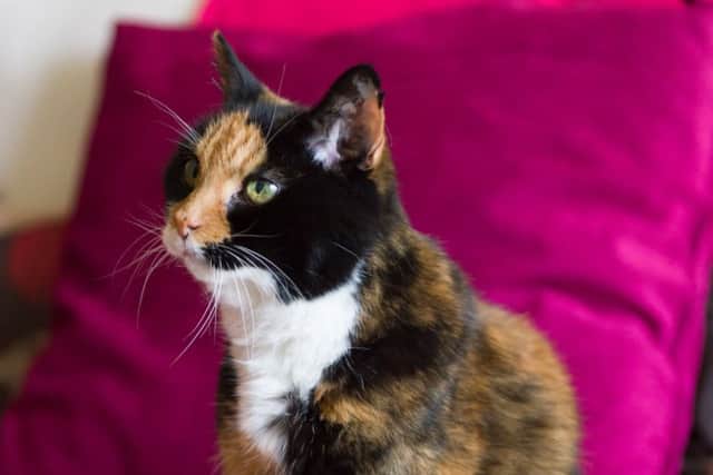At 23 years old is Flame the oldest cat in Hampshire?