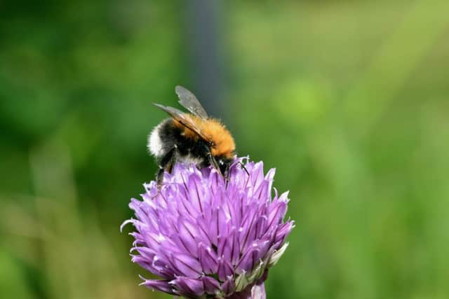 White tailed Bumblebee on a chive bloom