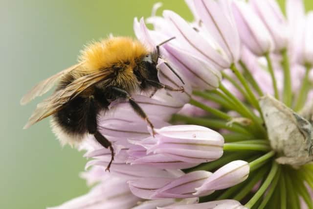 Tree bumblebee