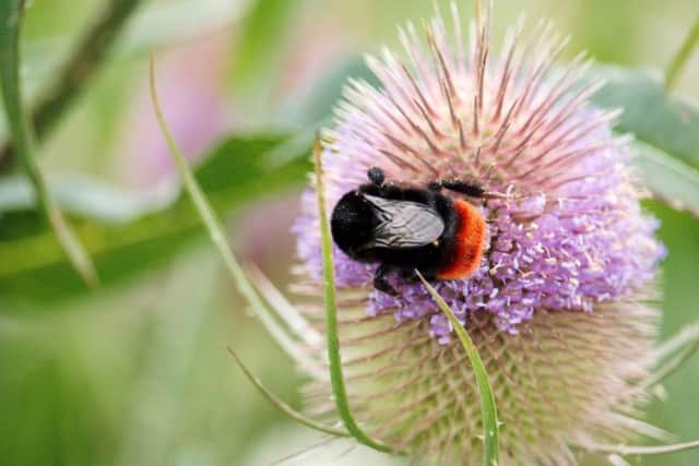 Red tailed bumble bee on a teasle