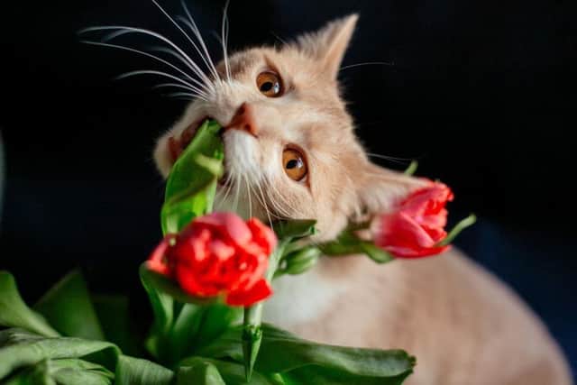 Cats Protection looks to find good homes for cats in need