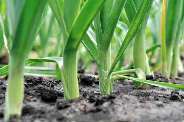 It's time to plant out your leeks.