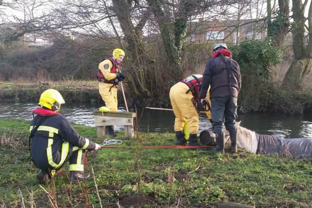 Hampshire Fire and Rescue Service helping a horse at Fishers Hill in Fareham last year.