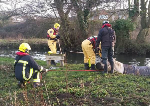 Hampshire Fire and Rescue Service helping a horse at Fishers Hill in Fareham last year.