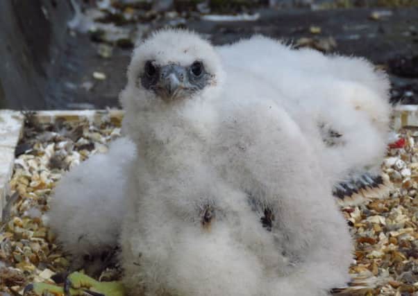 Peregrine falcon chicks have hatched on the roof of Winchester Cathedral. Picture: Keith Betton