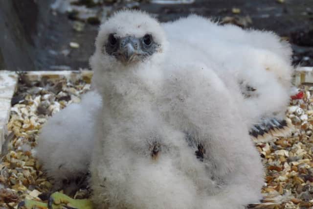Peregrine falcon chicks have hatched on the roof of Winchester Cathedral. Picture: Keith Betton