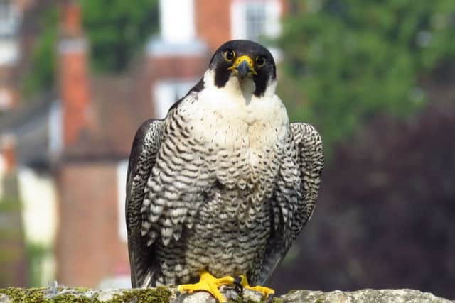 A pair of peregrine falcons living on the roof of Winchester Cathedral have reared chicks. Picture: Keith Betton