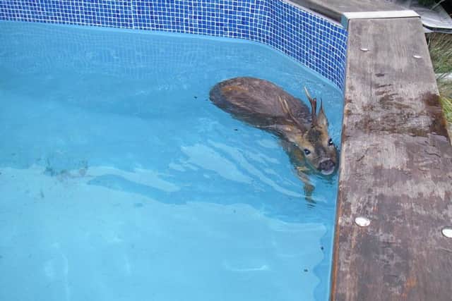 The deer was stuck in a swimming pool at a home in Hedge End. Picture: RSPCA