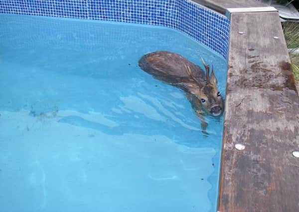 The deer was stuck in a swimming pool at a home in Hedge End. Picture: RSPCA