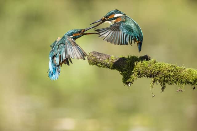 Kingfisher Argument by Becky Hitchcock.