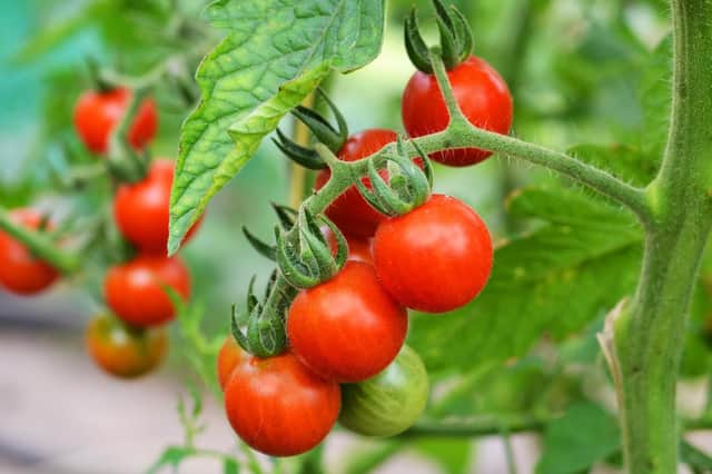 The time is ripe to plant tomatoes